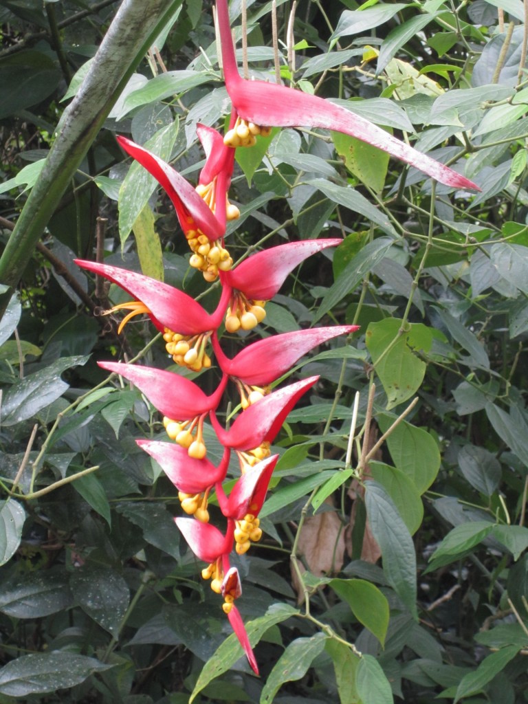 belize mayflower bocawina national park red flower - Global Sherpa